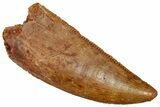 Serrated Theropod Dinosaur Tooth - Kem Kem Beds #341245-1